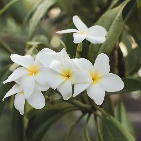 Hotel Bohemia & - Adults Only