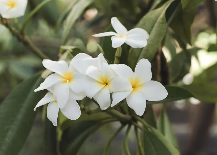 מלון Bohemia & - Adults Only